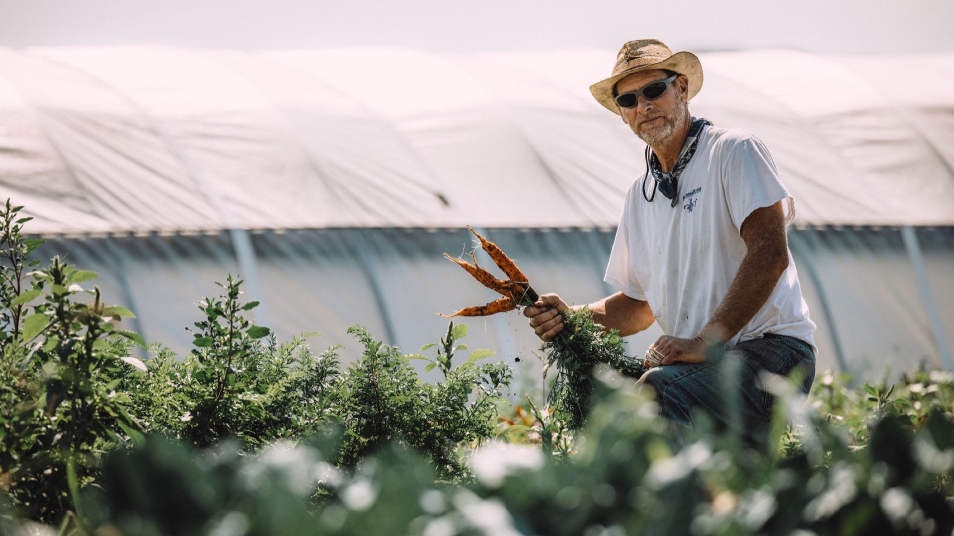 Farmer in field holding freshly harvested carrots
