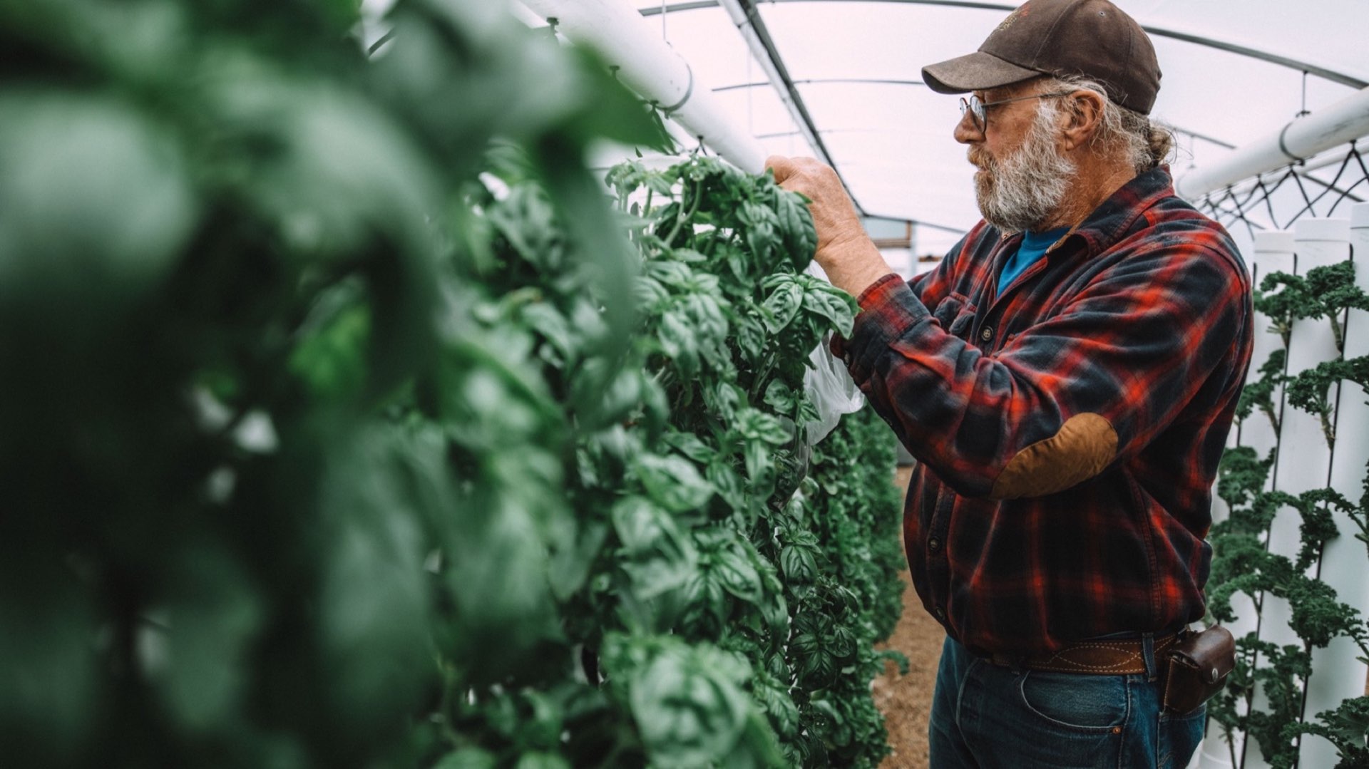 Grower working inside a greenhouse among fresh basil rows